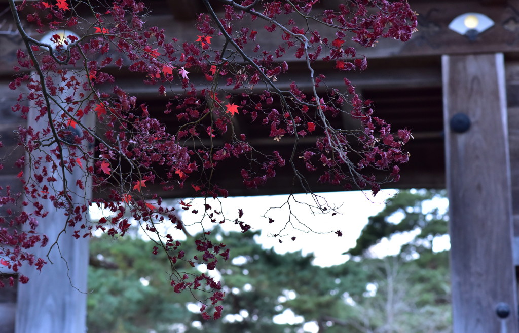 紅葉　Ⅷ