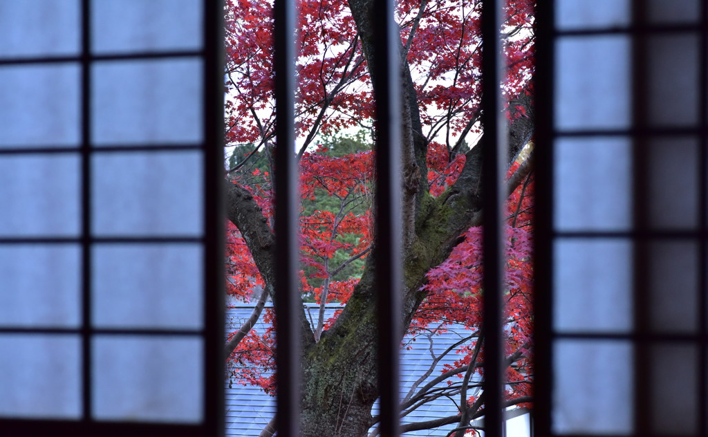 紅葉　Ⅶ