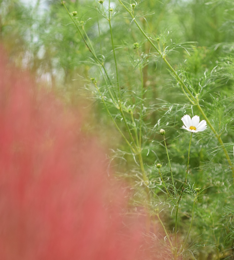 貴方は大きくて、遠い…。