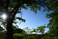 新緑を味わう。