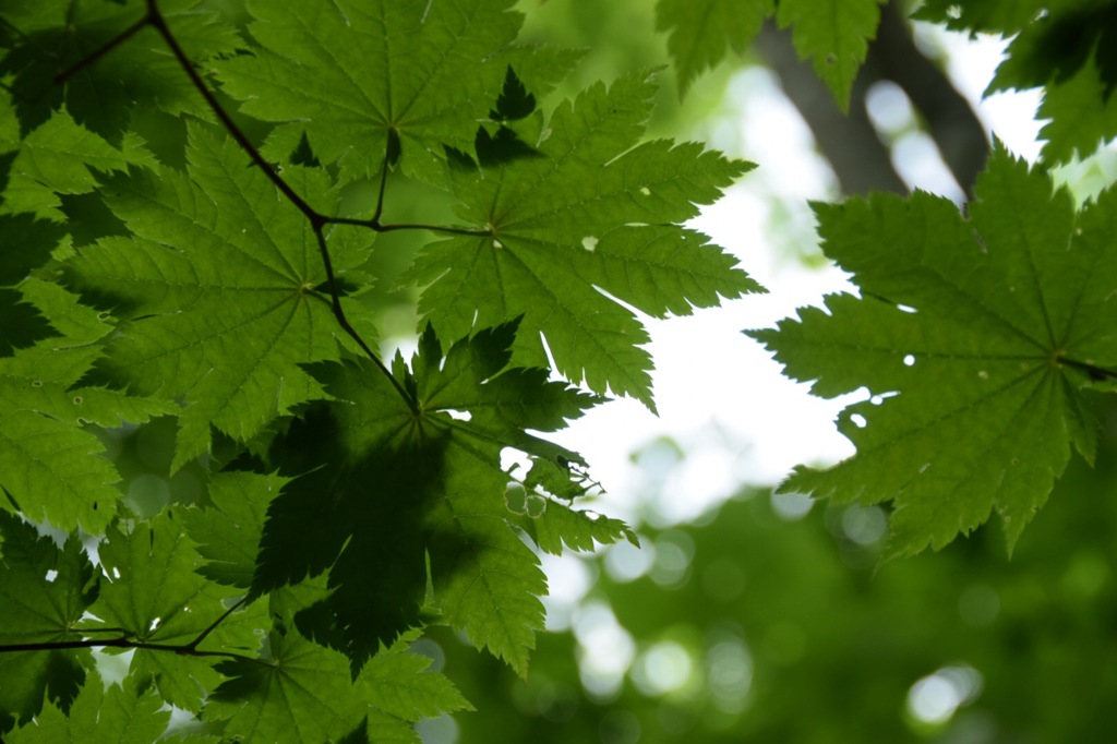 キズがあるって? 平気、平気。