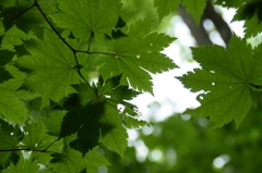 キズがあるって? 平気、平気。