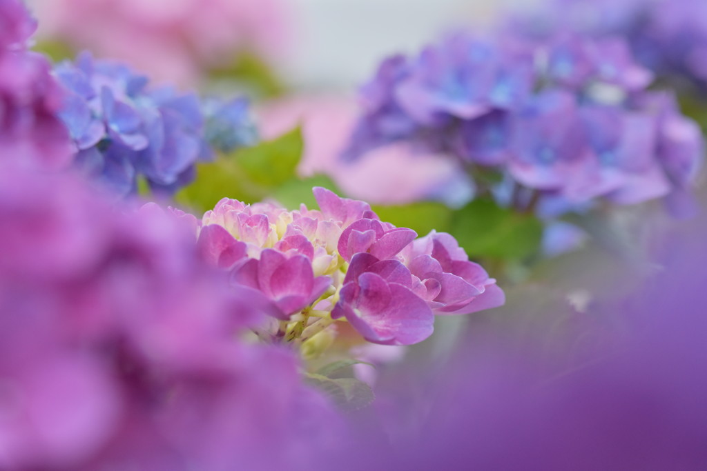 華やかな、気分♪