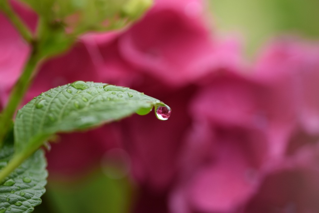 人生はバラ色!って信じておこう!