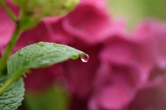 人生はバラ色!って信じておこう!