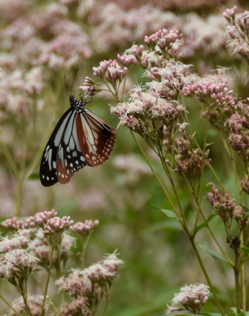 フジバカマにアサギマダラ。カメラマンなんて関係な〜い自由さん♪