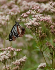 フジバカマにアサギマダラ。カメラマンなんて関係な〜い自由さん♪