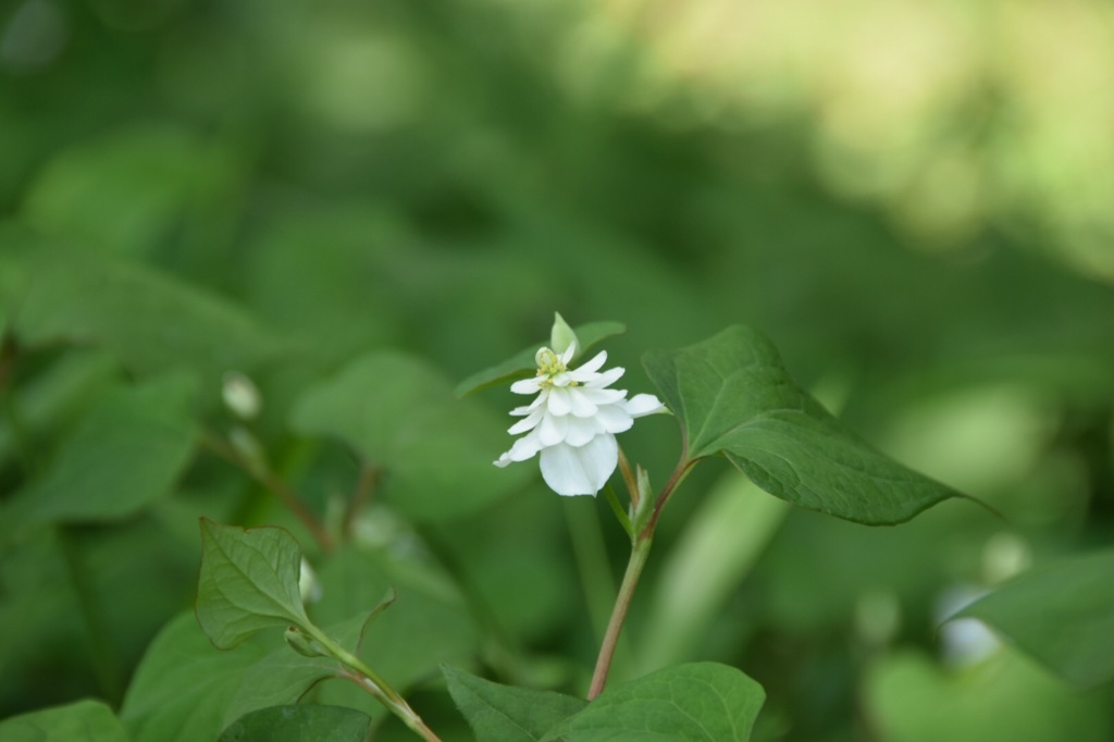 ウェディングドレス纏って。