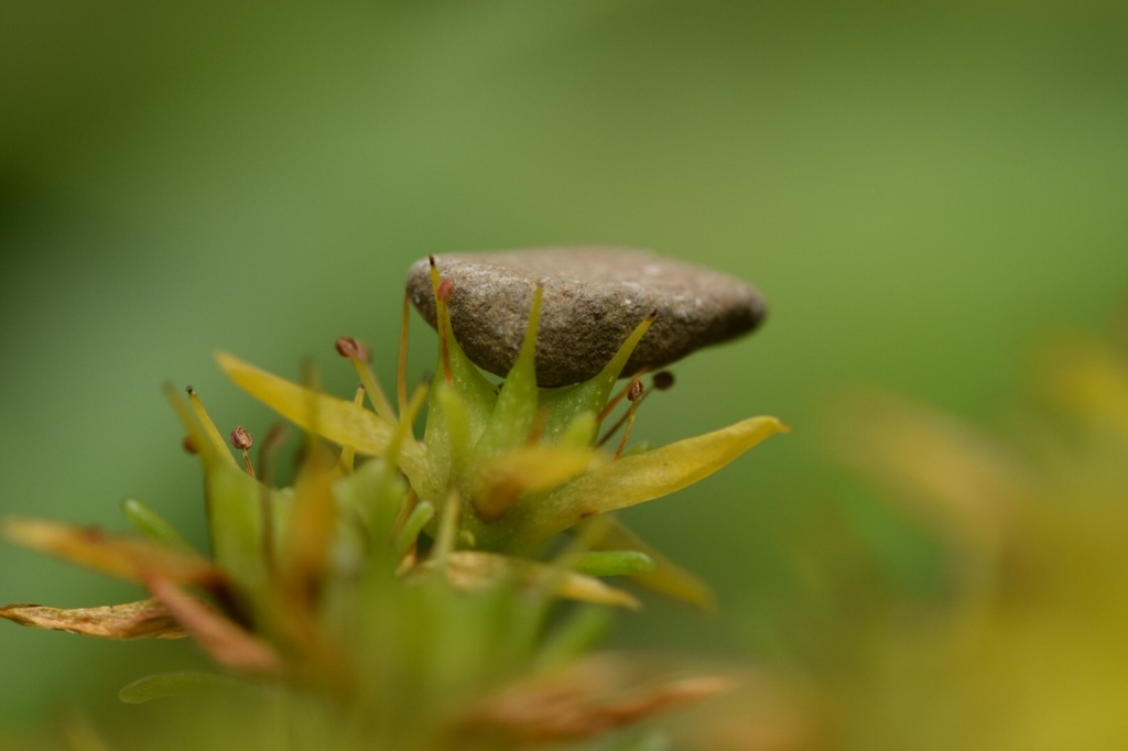 石が乗ってる？私ってすごく力持ち?
