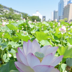 夏旅♪　千秋公園。