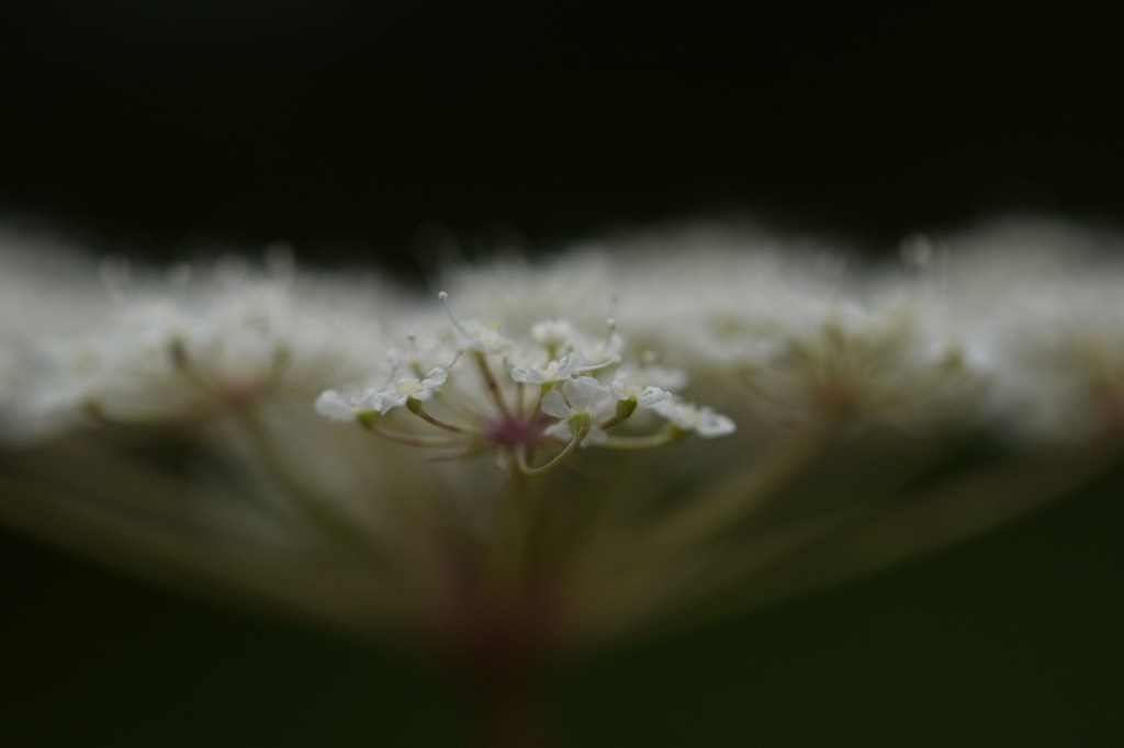 夢の中で貴方に逢える？