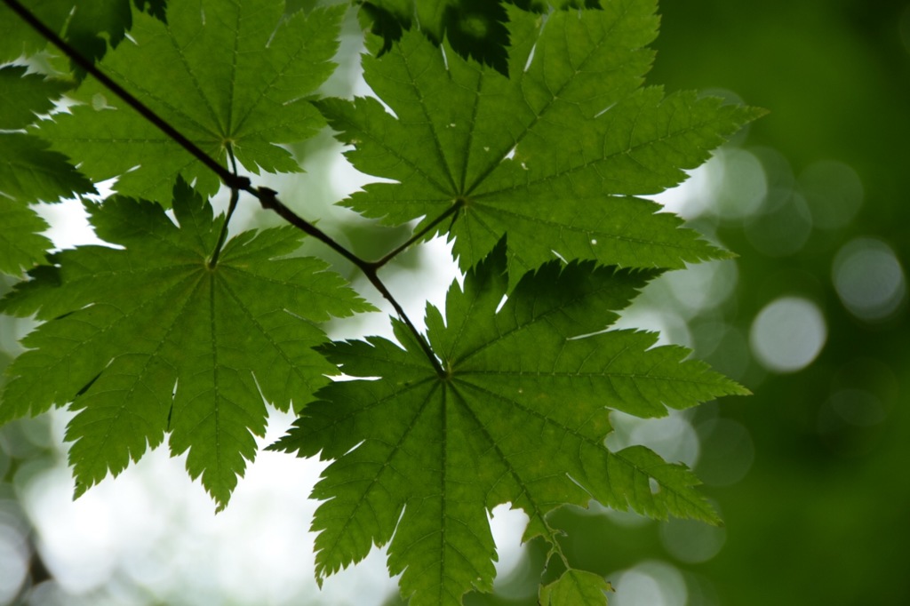 キズがあるって? 平気、平気。