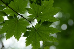 キズがあるって? 平気、平気。