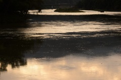 夕暮れ映す最上川