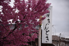 ふらっと寄りたくなりますなぁ…♪