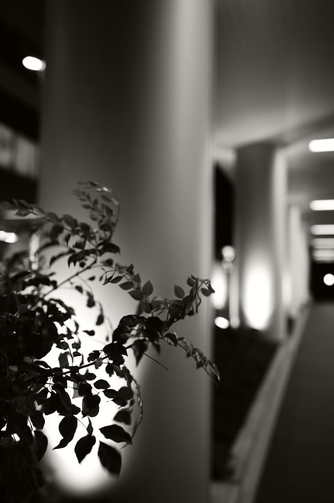 渋谷で、夜　９