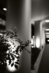 渋谷で、夜　９