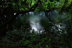 丸池様