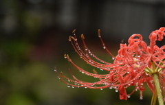 君に逢う日は雨の日が多くない？