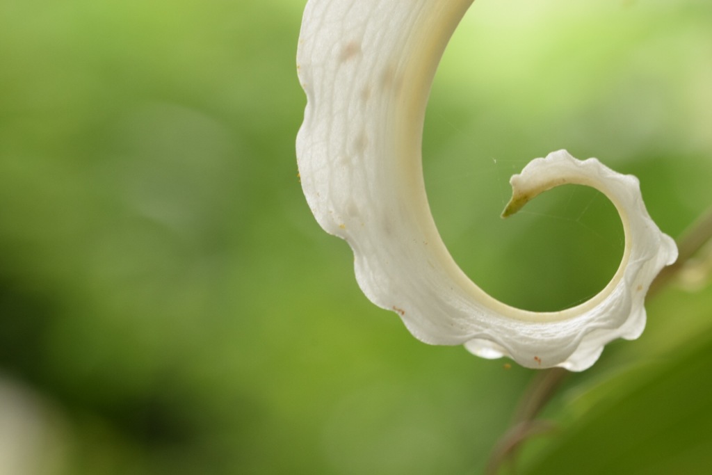 今日のカールは大成功!