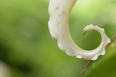 今日のカールは大成功!