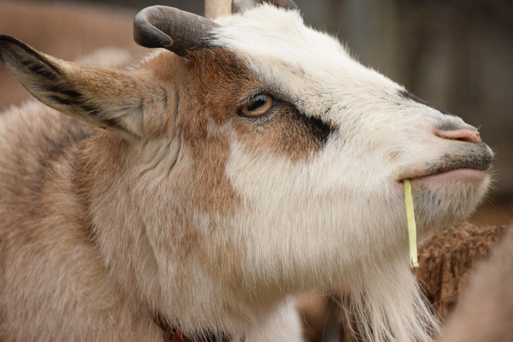 クリスマス？？？は～ん…（シーハー）