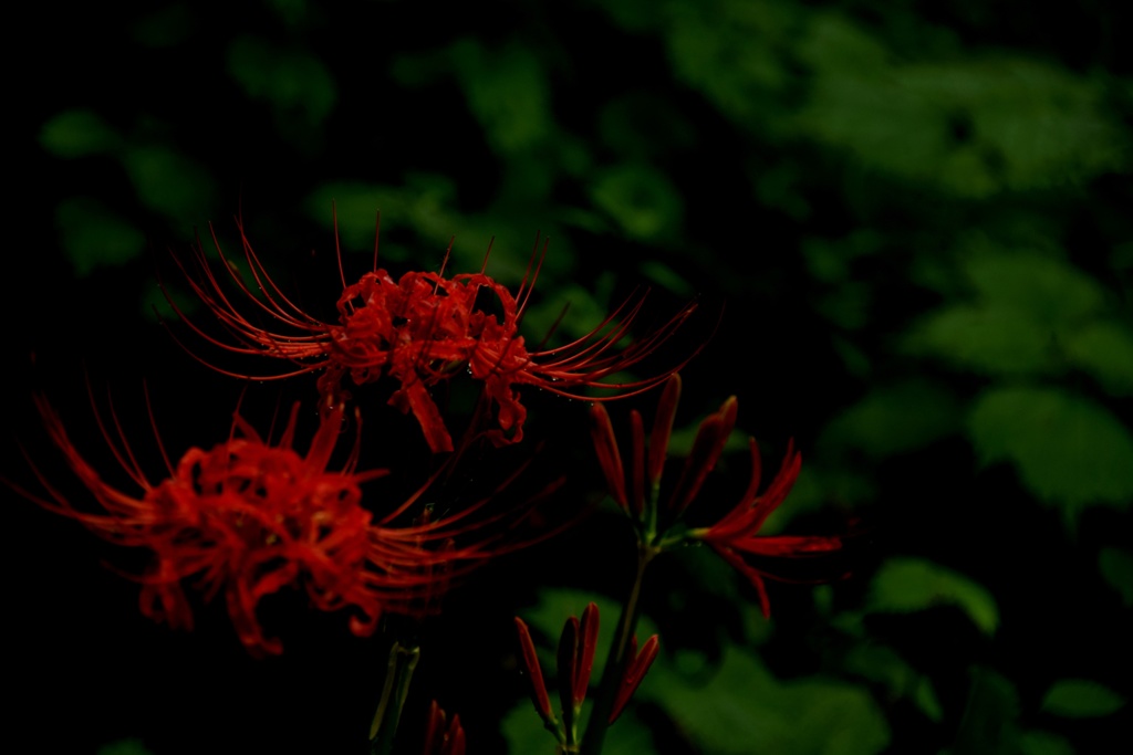 手をつないで夜のお散歩したらドキドキするかな♪