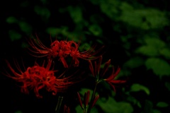 手をつないで夜のお散歩したらドキドキするかな♪