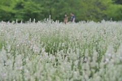 美郷雪華。
