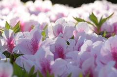 ちょっと~押さないで~。