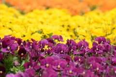 ビタミンC補給!