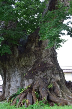 日本最大のケヤキ 樹齢1500年以上、樹高28m。