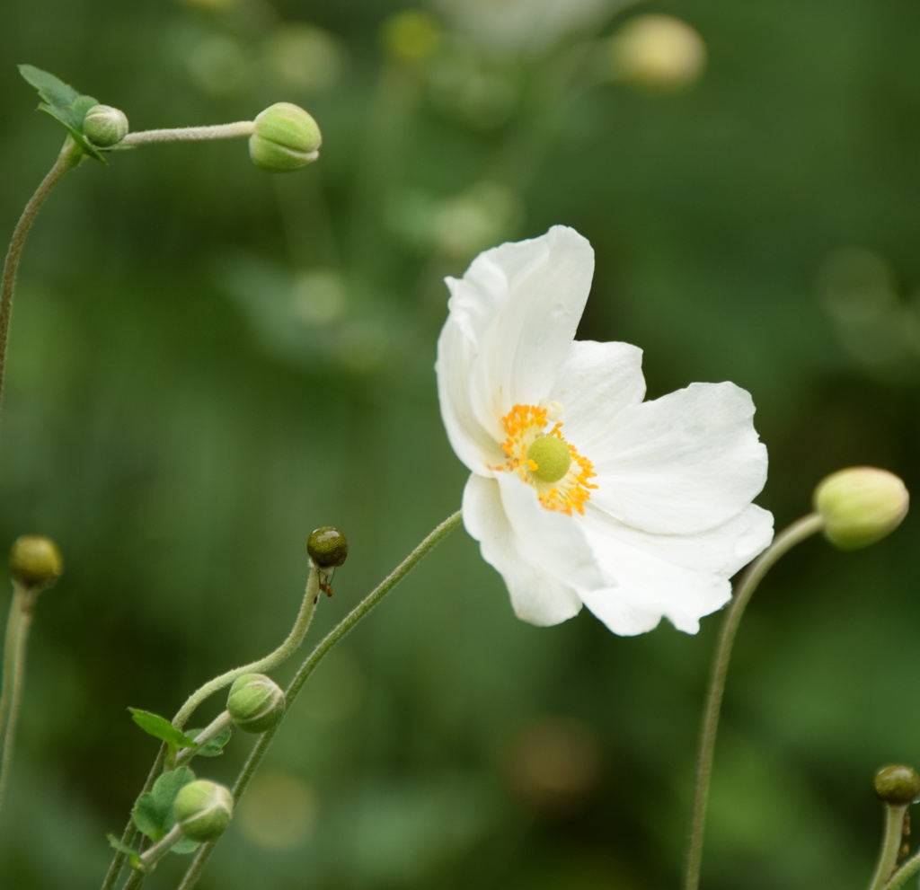 秋空に白が鮮やか