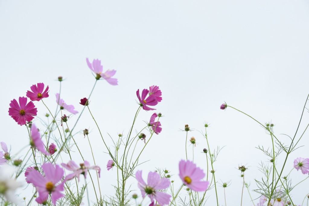 君の優しさは…儚い。