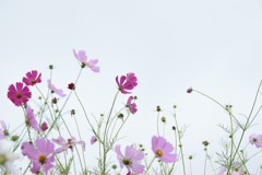 君の優しさは…儚い。