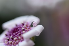 デートの前にカーラー巻いて ♪