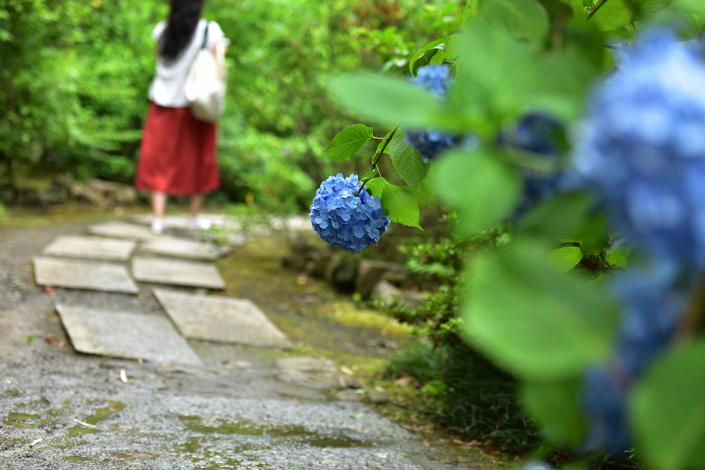 あじさい寺。