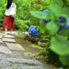 あじさい寺。