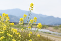 春を求めて、県北へ♪