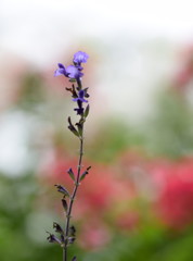 ひとりが好き。