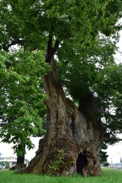 日本最大のケヤキ 樹齢1500年以上、樹高28m。