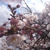桜咲く。