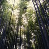 竹林。