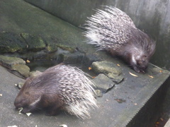 市川動植物園20191020