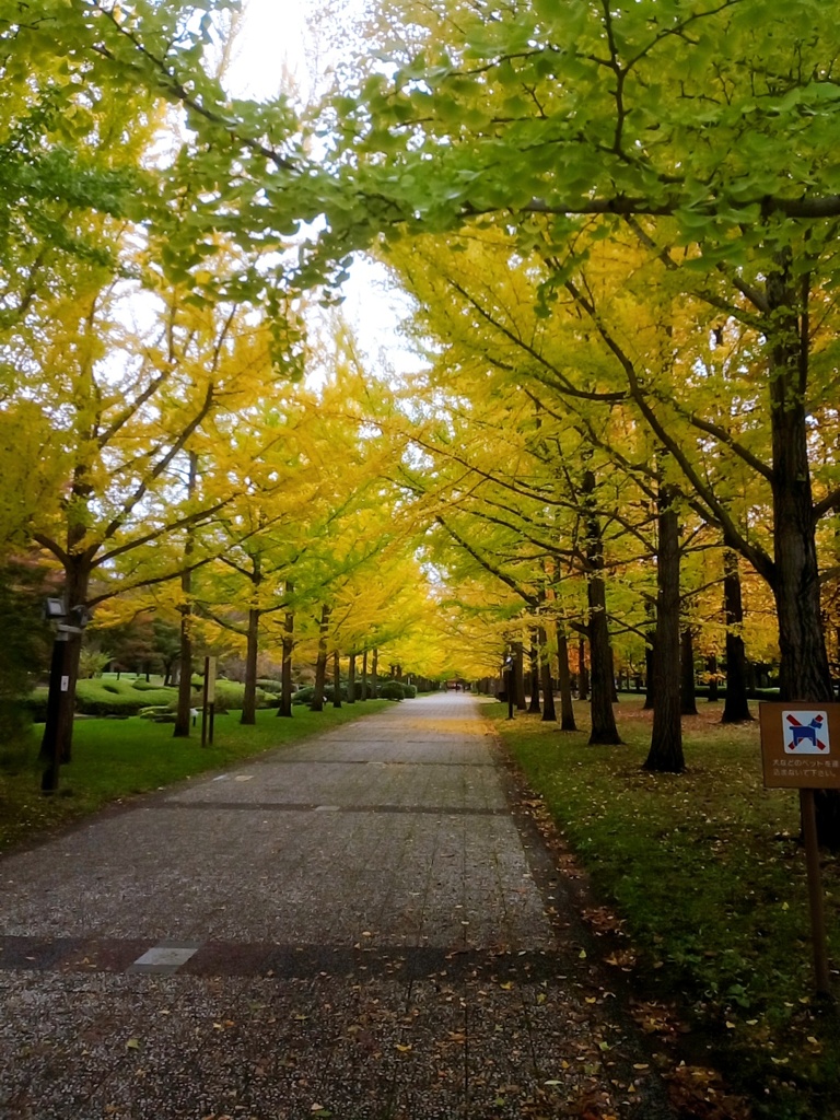 紅葉2019
