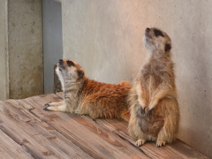 市川動植物園20191020