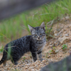 子猫