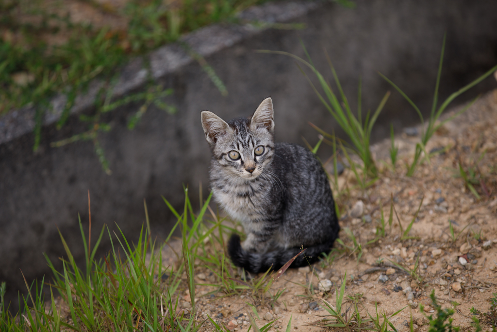 子猫