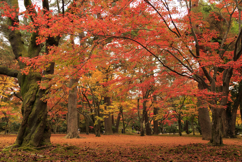 兼六園の紅葉