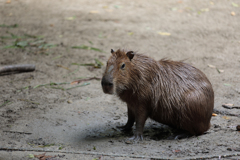 カピバラさん